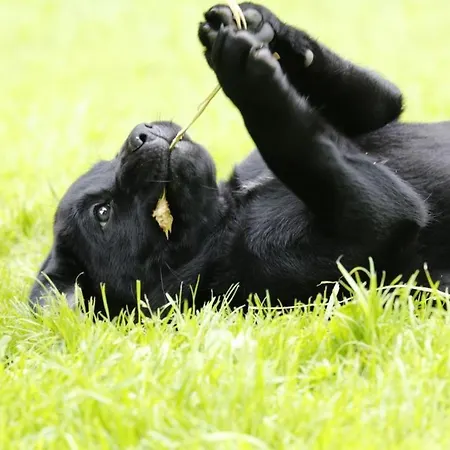 بيت للعطل Reetdachkate Gut Priesholz Hundefreundliches Ferienhaus Mit Eingezaeuntem Garten, Kamin Und Gutshofsauna *